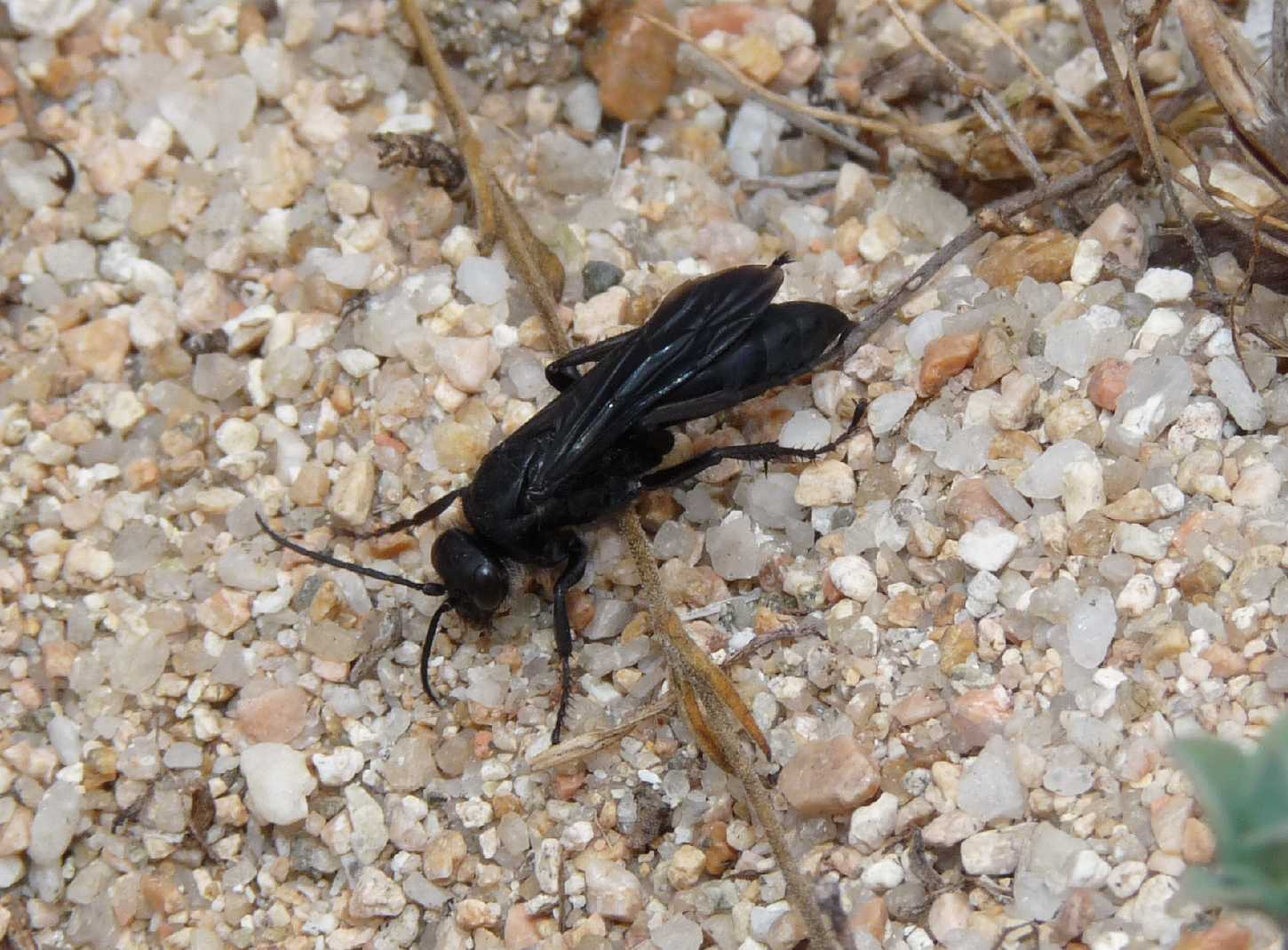 Senza foto (attacco larva di Synclisis baetica a Pompilidae)